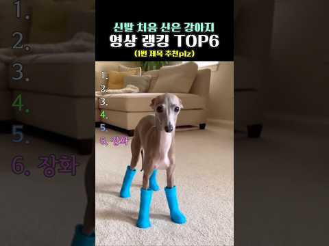 신발 처음 신는 강아지 TOP6