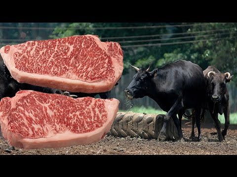 , title : 'Globo Rural-Gado Wagyu tem a carne mais cara do mundo (Kobe Beef)'