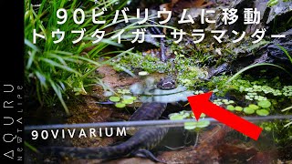 90ｃｍの大型ビバリウムにトウブタイガーサラマンダーを入れます│VIVARIUM