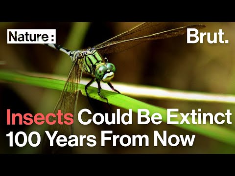 All Insects Could Be Extinct 100 Years From Now