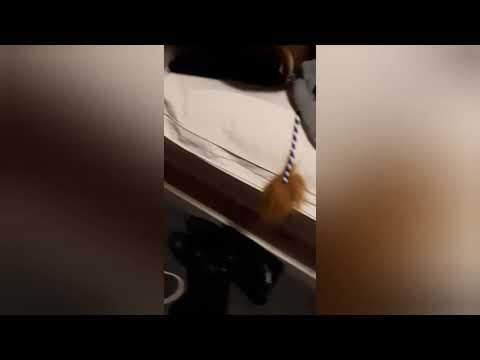 Ich pranke mein bruder | Zanpasta& Oreo |