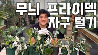키우고 계신 무늬 프라이덱 확인해보세요! 자구가 생겼을지도