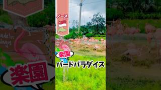 【#シンガポール 】バードパラダイス #駐妻 #shorts