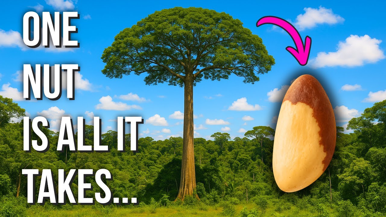 How One Brazil Nut a Day Can Transform Your Health
