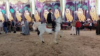 رقص خيل عبد الرحمن سرحان حفلة احمد الموجي بلقاس 2025