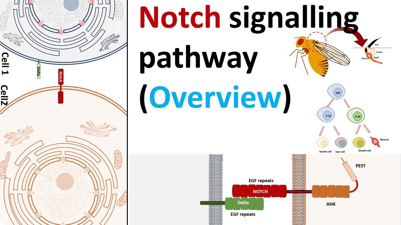 Notch signalling pathway in development and diseases