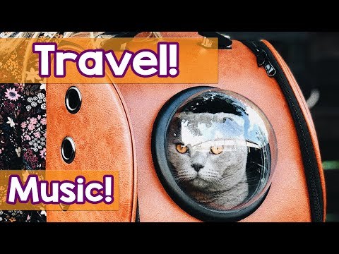 How To Calm My Cat For Long Car Journeys! This is the Best Remedy for Car Sickness With Cats!