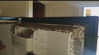 Youngstown landlord says tenants to blame for cockroach infestation