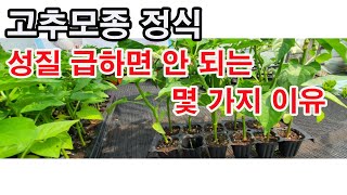 고추모종 심기. 성질 급하면 안 되는 몇 가지 이유(고추재배, 고추심기, 고추 가꾸기, 고추 모종, 고추 모…