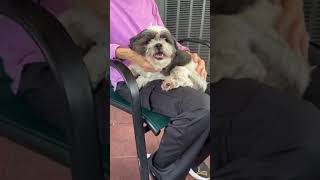 Video preview image #1 Shih Tzu Puppy For Sale in Weston, FL, USA