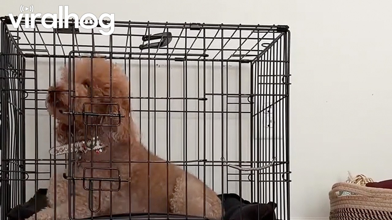 Goldendoodle Breaks Out of Cage || ViralHog