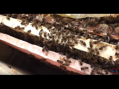 Lucrare la stupina: Strangem cuibul pana la limita ramelor cu puiet pentru a pastra bine caldura