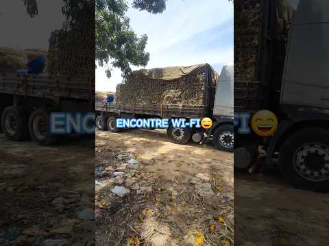 Carregamento do abacaxi em São Francisco de Itabapoana RJ