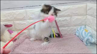 スコティッシュフォールドの動画01