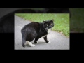 Tux The Tuxedo Cat