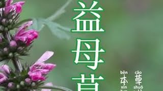 因有益女性而得名，益母草，你的家乡有吗？ #一日一植物 #创作者中心 #创作灵感