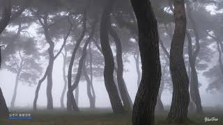 안개가 자욱한 소나무 숲 - 이호준 작가.