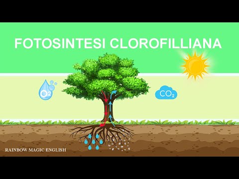 Fotosintesi Clorofilliana