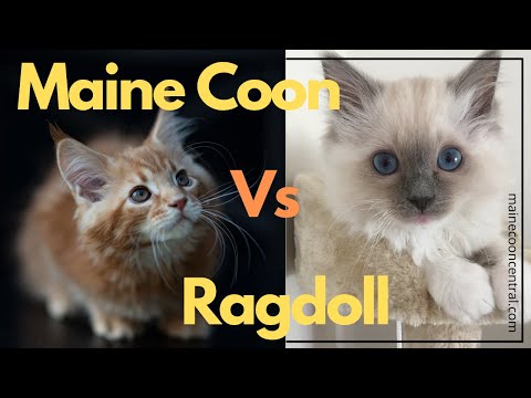 Maine Coon Vs Ragdoll - Key Similarities And Differences