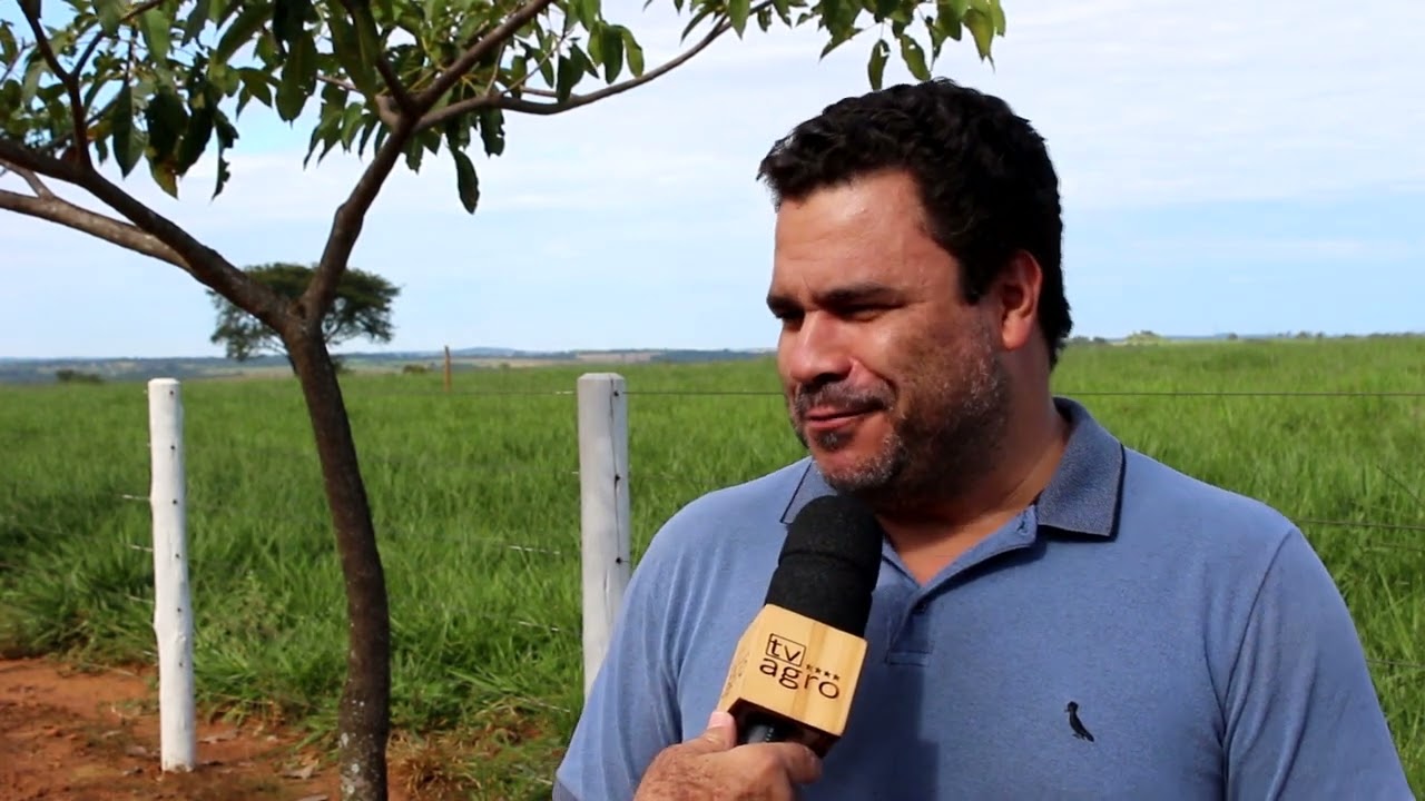 PECUÁRIA INTENSIVA: 140 BEZERROS EM 15 HA