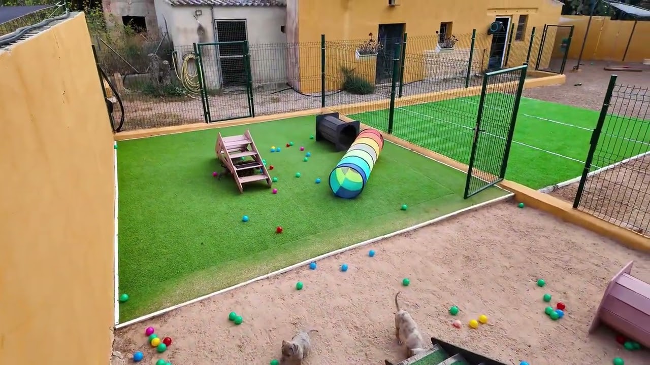 Video che mostra l'area all'aperto "Puppy Paradise" di XXL Luxor Bullys