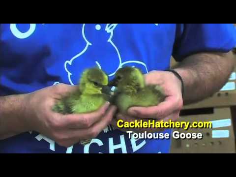 , title : 'Toulouse Goose Breed - Goslings for Sale | Cackle Hatchery'
