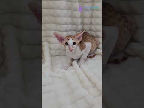 Meet Zores – Red Spotted Oriental Shorthair 🧡 Elegant, Social & One of a Kind! #orientalshorthair