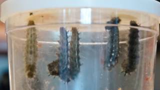 Painted Lady Caterpillars Forming Chrysalises