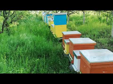 Savjeti Za Početnike U Pčelarstvu - Slobodna Poletaljka