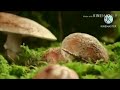 Athisayamaana Olimaya Naadaam With Lyrics In My Description Box