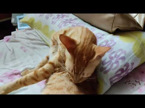 Cute cats compilation
