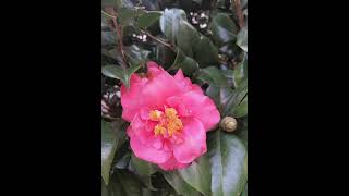 Muli - Parokya Ni Edgar (lyrics)