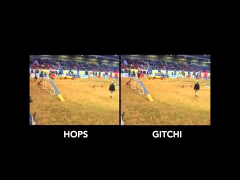 Choice Analysis: 2016 AKC NAC Finals Jump #18 Hops vs Gitchi