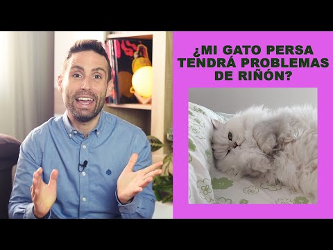 ¿Hay mayor probabilidad de problemas renales en gatos persa?
