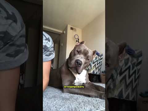 Если Собака Наклоняет Голову, Будьте Очень Осторожны