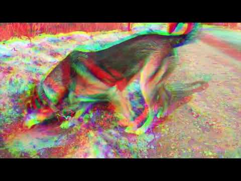 Levi Henry | Dog Walker (Official Video) Ft. Maggie