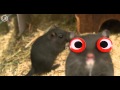 HELLO COUNTDOWN Timer CHANNEL Mandy Mathy Funny Mouse Sound Effect Voice HD 4k