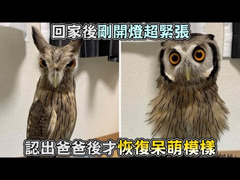夢見養貓頭鷹