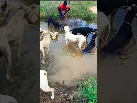 hunting whatsapp status Tamil 💥🔥⚔️ #animal #chippiparai #cute #dog #kanni #pets #tamil #hunting