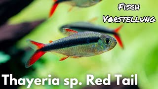 Thayeria sp. Red Tail Teles Pires - Rotflossen Schrägschwimmer | Liquid Nature Fisch Vorstellung