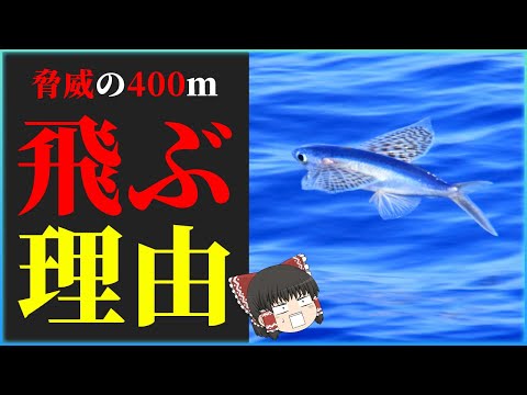 トビウオ ~種類と特徴~