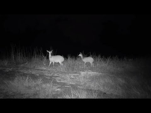 Djuma: Two Common Grey Duikers - 01:45 - 06/19/20