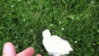 Adventures in raising Silkie chickens part 1: The basics about the breed