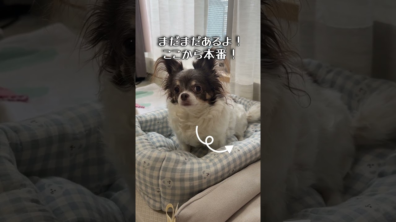 栄養補給ができる除菌消臭スプレーだよ！しっかり1年以上使って大満足✊🏼オールインワン除菌液SANO🐾