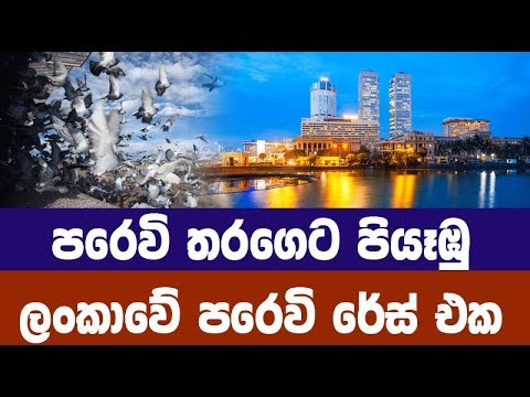 පරෙවි තරගෙට පියෑඹු ලංකාවේ පරෙවි රේස් එක