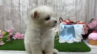 ハーフ犬の動画01