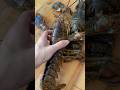 Asmr - Let’s crack & break down lobster in haft