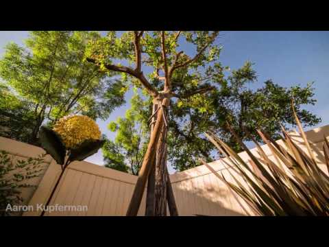 36 hour time lapse test