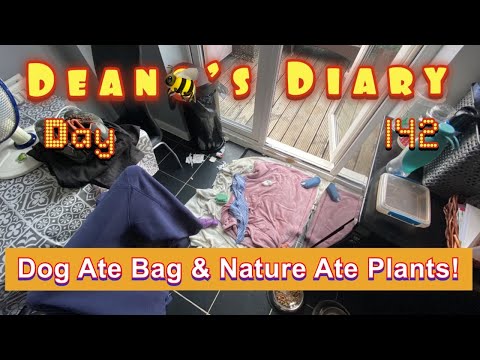Deano’s Diary Day 142 - Dog ate bag and Nature ate plants!