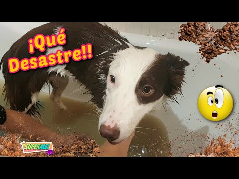 BAÑAMOS A MI PERRO / Mel LA LÍA EN LA BAÑERA!